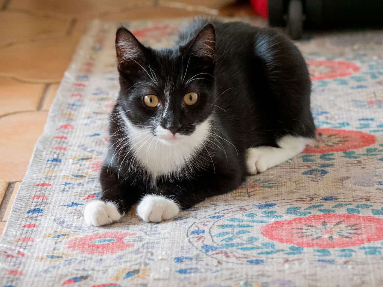 Comment empêcher un chat de griffer le canapé ? La réponse sur acapart.fr