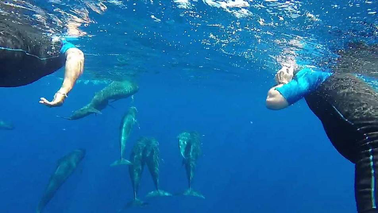 Nage avec les Dauphins : sorties en mer Méditerranée inoubliables !